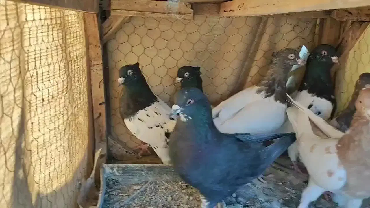 کبوتر کله ای|پرنده|مبارکه, |دیوار