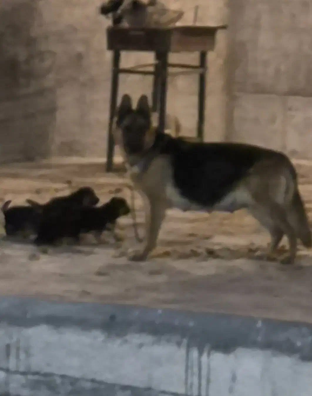 توله برای واگذاری|سگ|فردیس, قریشی|دیوار