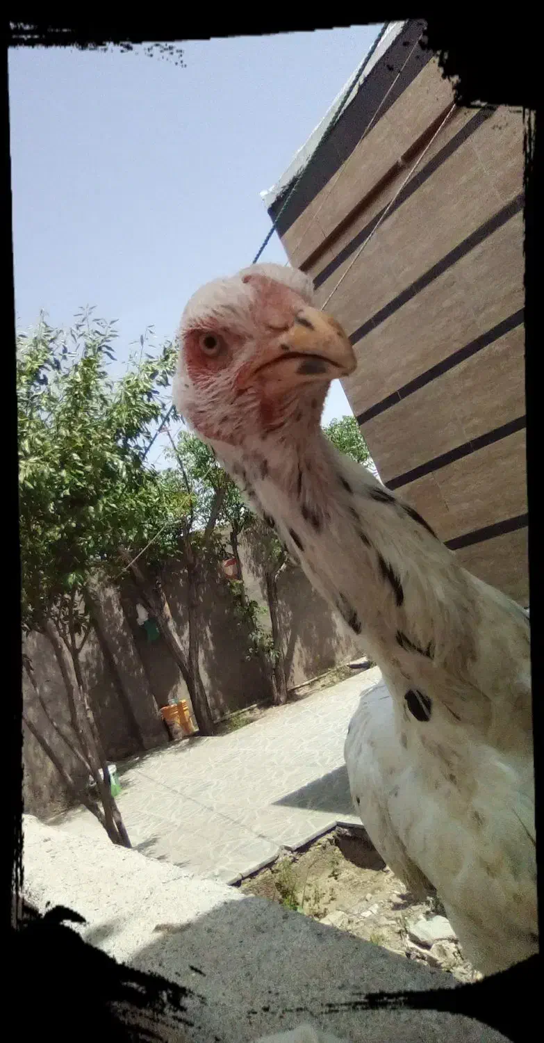 مرغ لاری چیل تضمین|حراج|تربت جام, یحیی آباد|دیوار