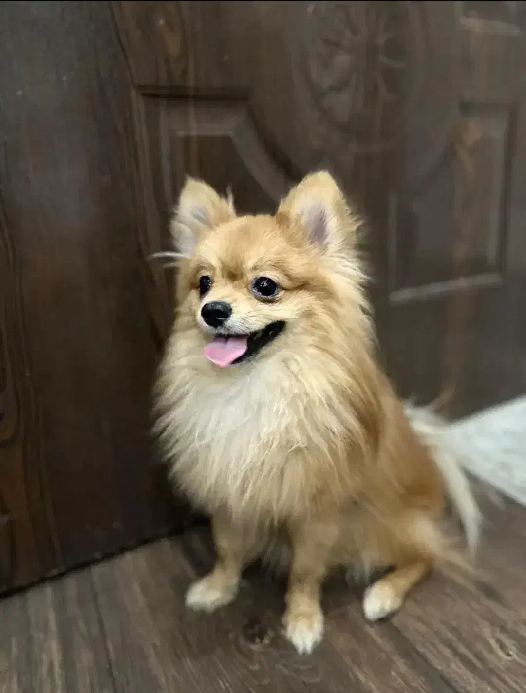 سگ پامر|سگ|شاهین‌شهر, گزبرخوار|دیوار