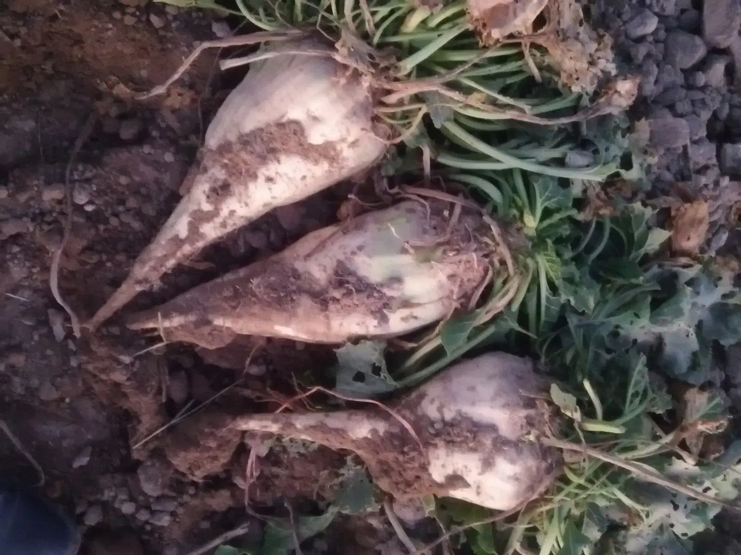 چغندر دامی|حراج|چناران, |دیوار