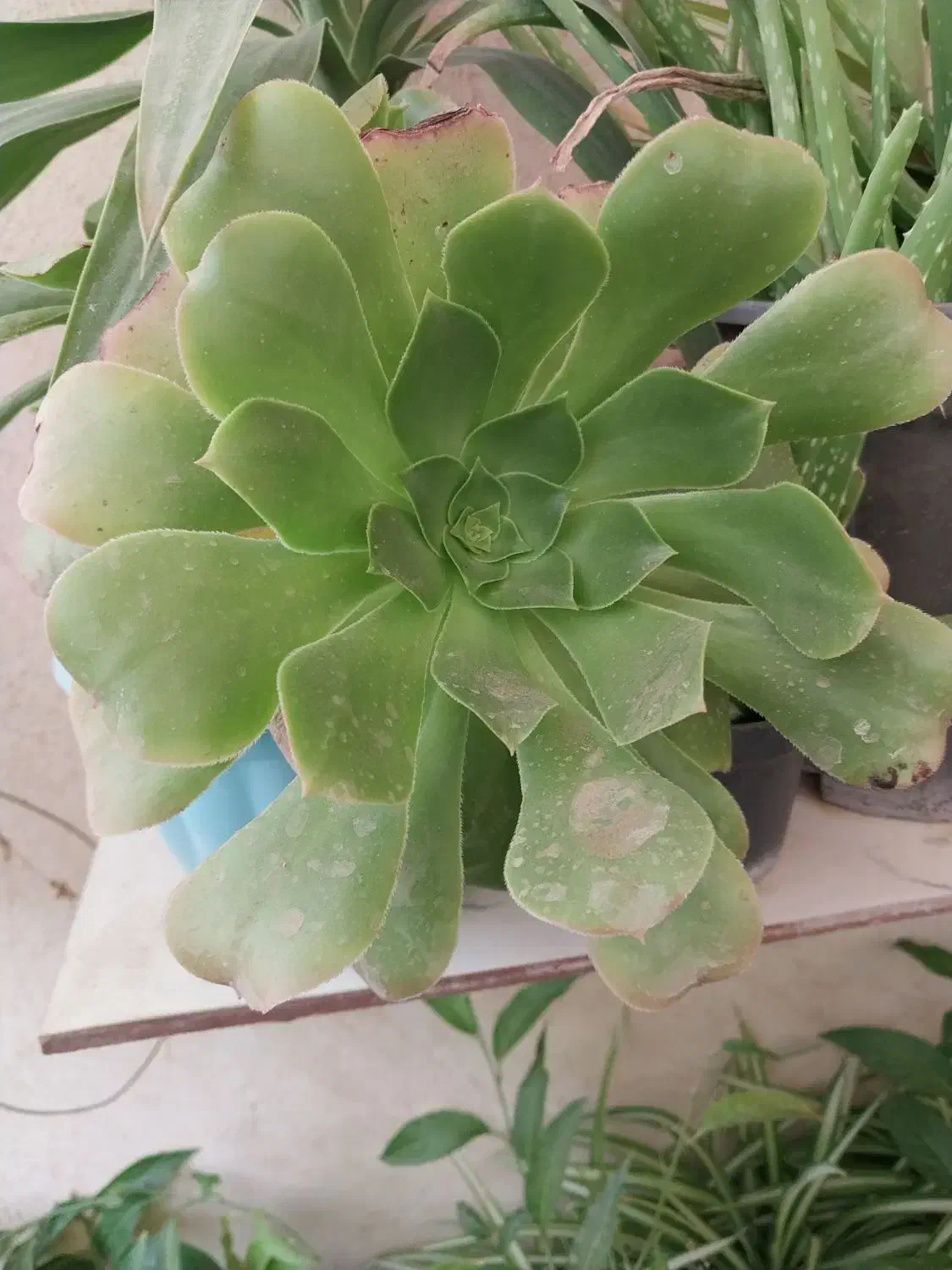 گل خورشیدی آونیوم و پتوس سانسوریا مهتابی و ابلغ|گل و گیاه طبیعی|اسلام‌شهر, شهرک محمدیه|دیوار