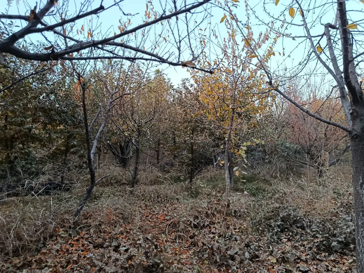 انواع درخت میوه ۸ سال به بالا تنه درشت و خوب|گل و گیاه طبیعی|چهاردانگه (تهران), |دیوار