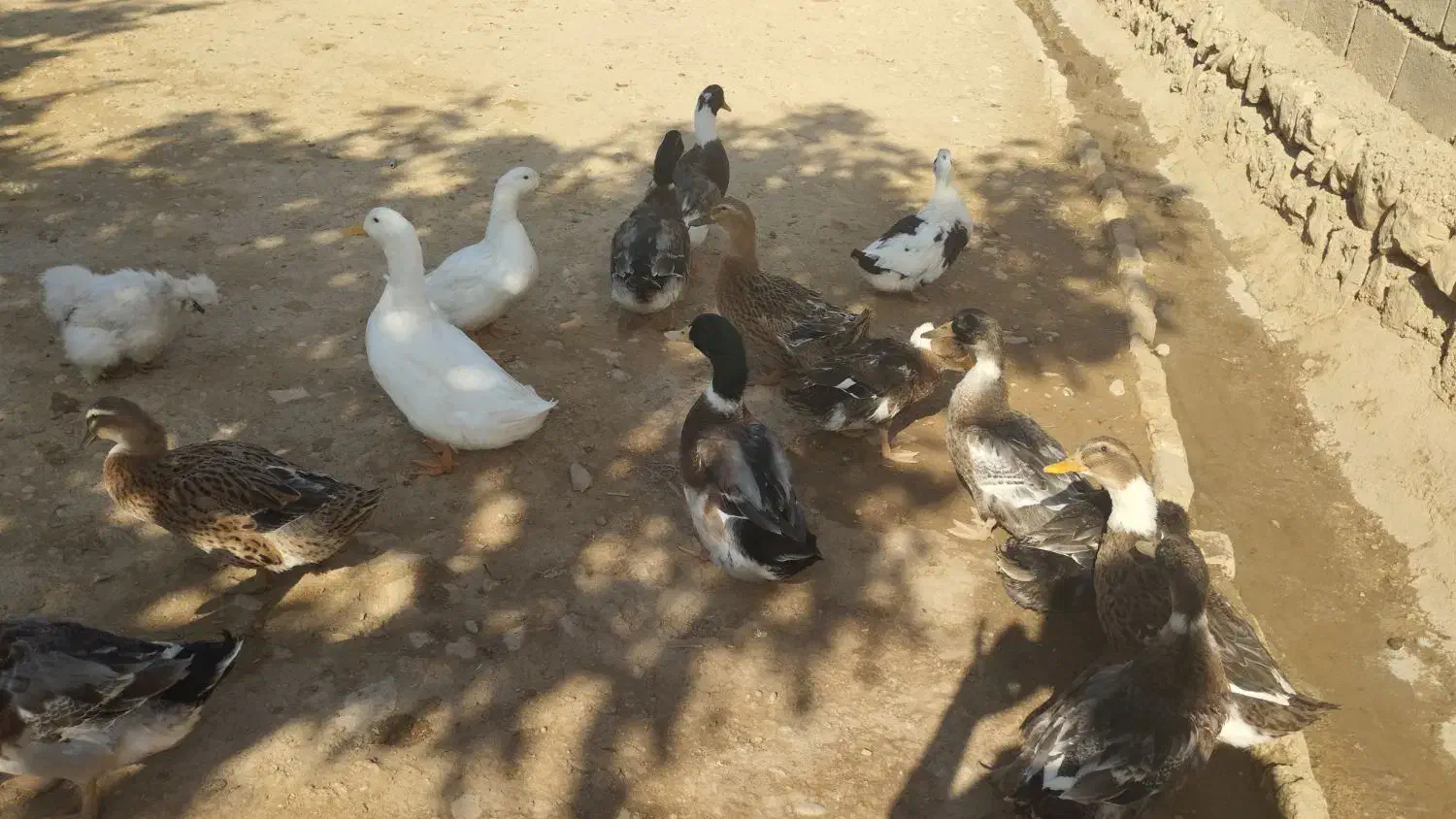 سلام غاز دورگه اردک یه عدد 400 خروس دورگه سرحال|حیوانات مزرعه|چگنی, |دیوار