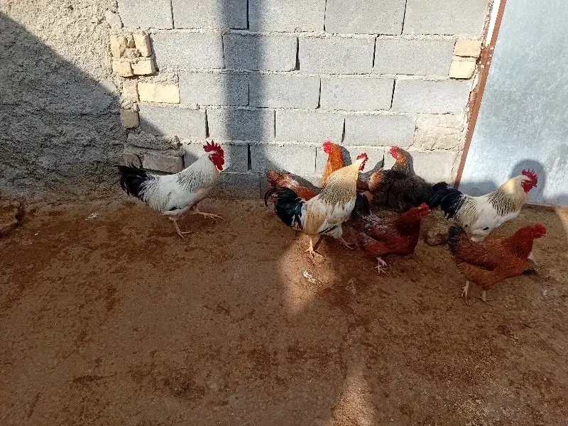 خروس|حیوانات مزرعه|شیروان (خراسان), |دیوار