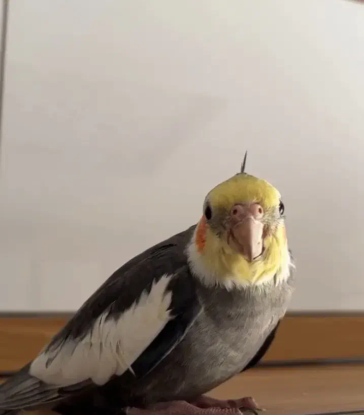 عروس هلندی نر|پرنده|ایذه, |دیوار