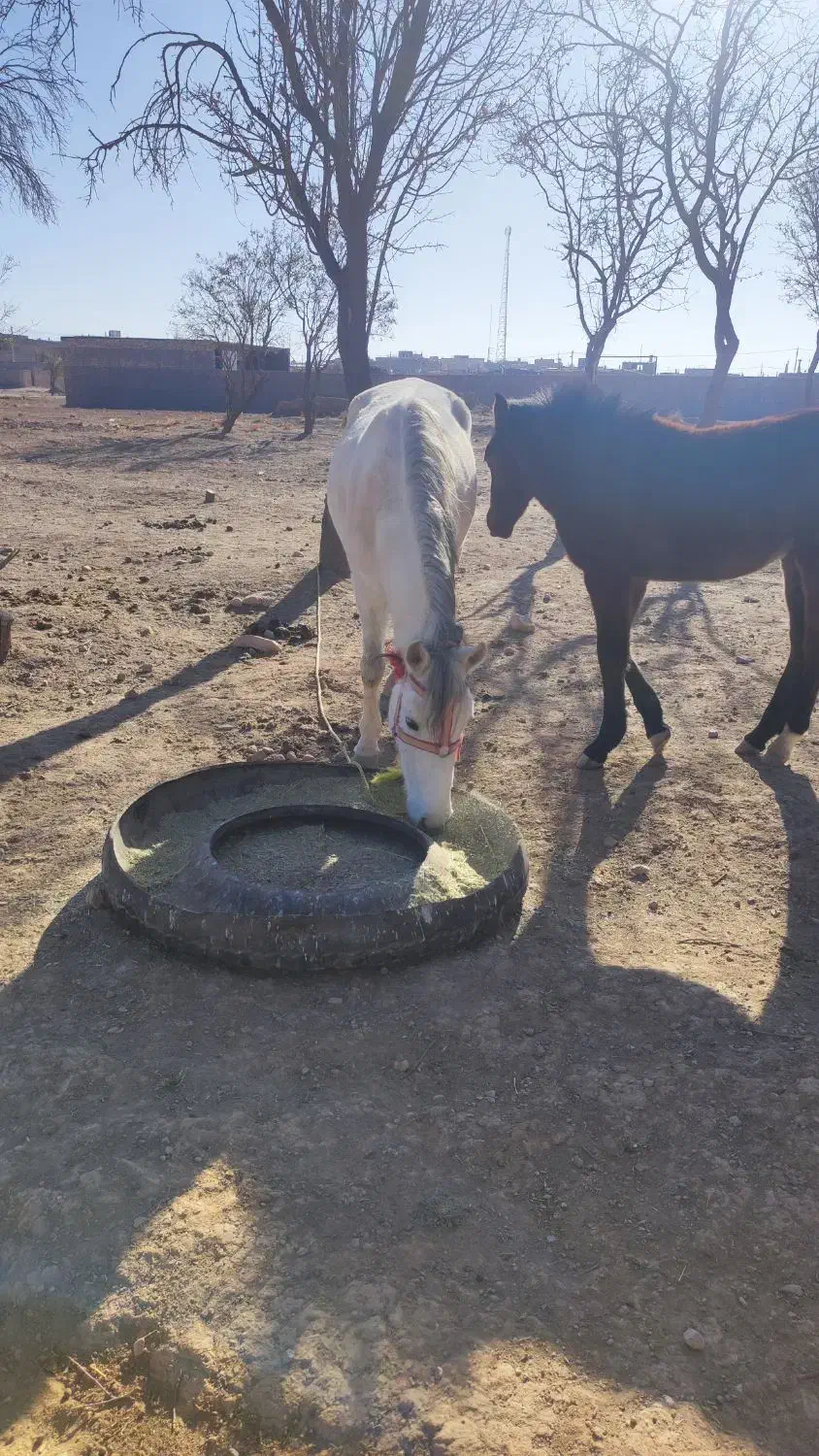 اسب سفید|اسب و تجهیزات اسبسواری|سلیمان, |دیوار