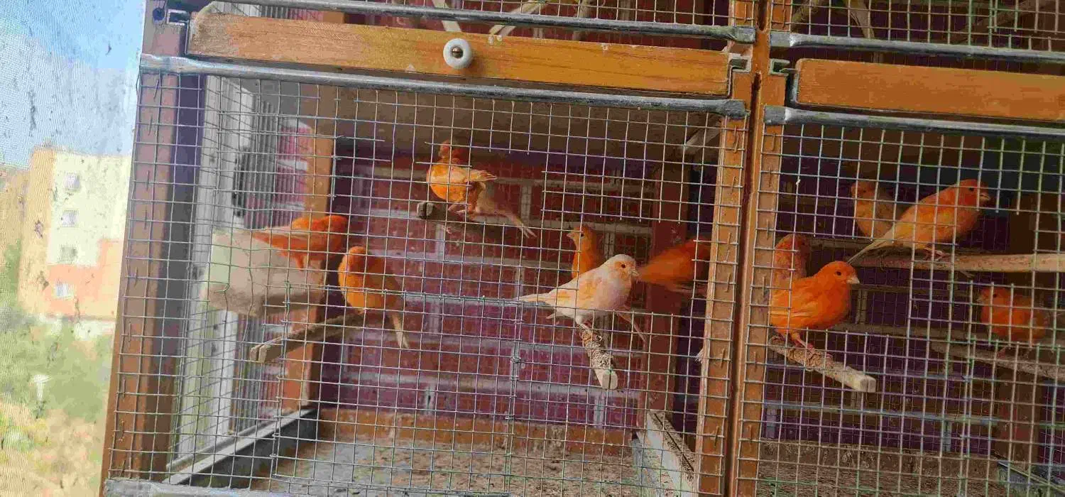 قناری رد فکتور و کشیده بلند|پرنده|اصفهان, سپاهان‌شهر|دیوار