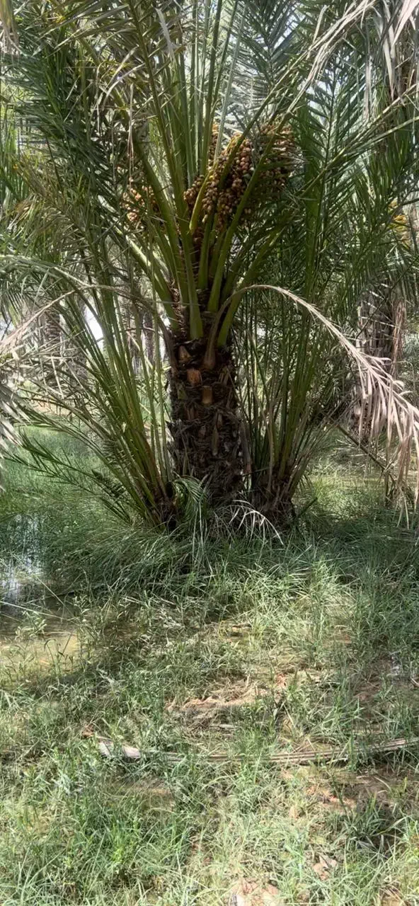 دمیت بریمی درجه یک ۱۰۰ عدد|خدمات باغبانی و درختکاری|بوشهر, |دیوار