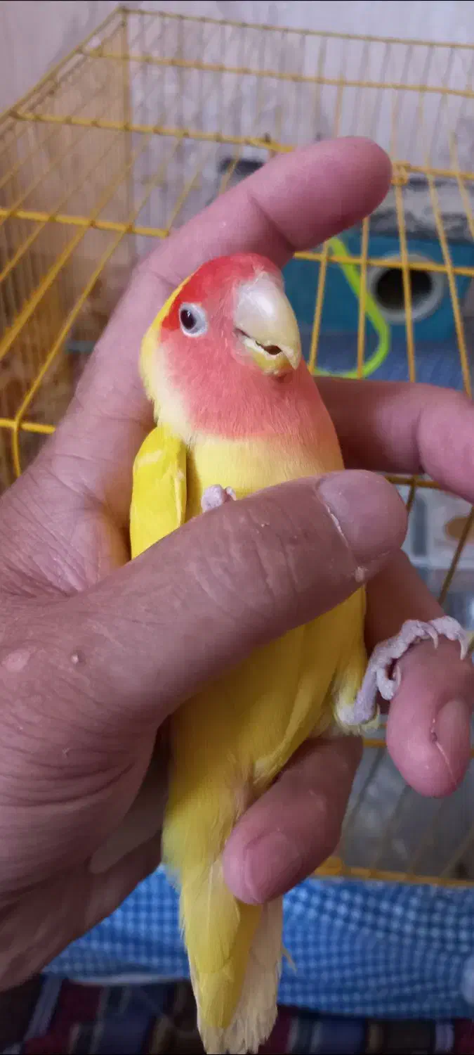 دو تا کوتوله برزیلی آواز خوان|پرنده|اسکو, |دیوار