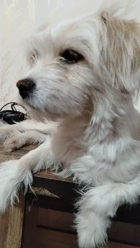 سگ شیتزو|سگ|اصفهان, شهرک میلاد|دیوار