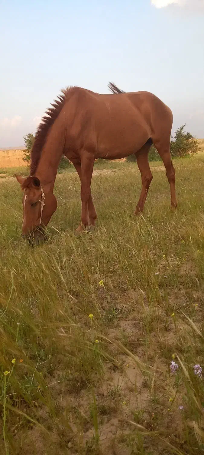 اسب|اسب و تجهیزات اسبسواری|مسجد سلیمان, |دیوار