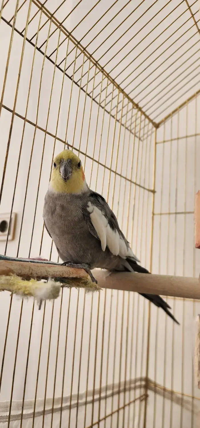 عروس هلندی سخن گو|پرنده|تربتحیدریه, بوستان باغ ملی|دیوار