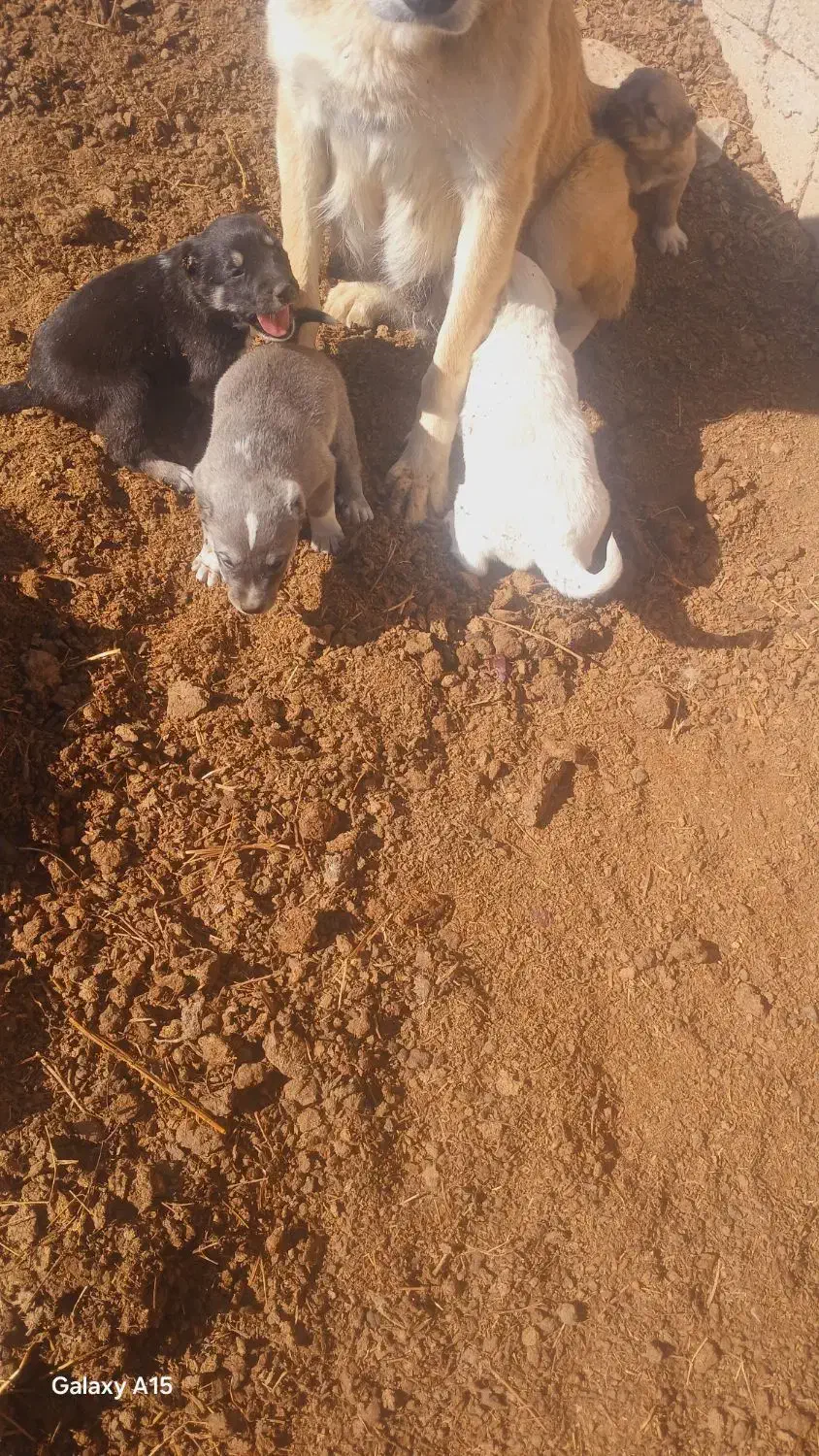 تولههای نر|سگ|میاندوآب, |دیوار