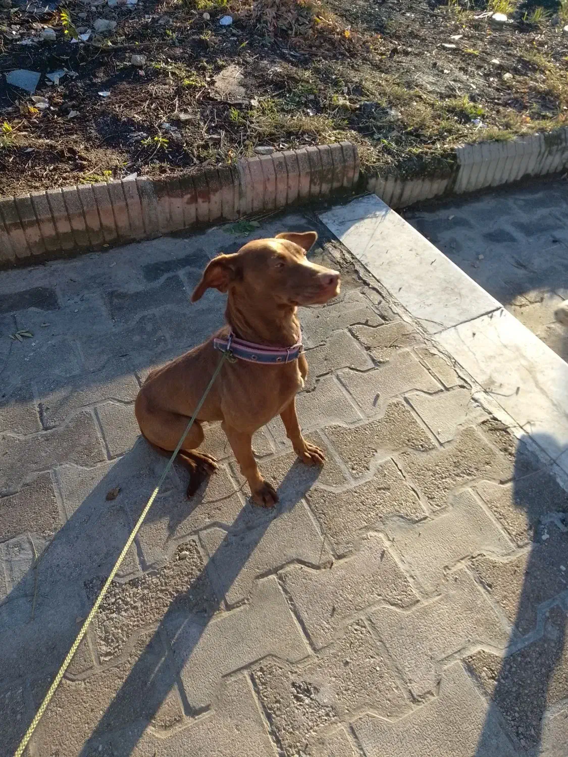 سگ ماده دنبلانی|سگ|گلستان (تهران), |دیوار