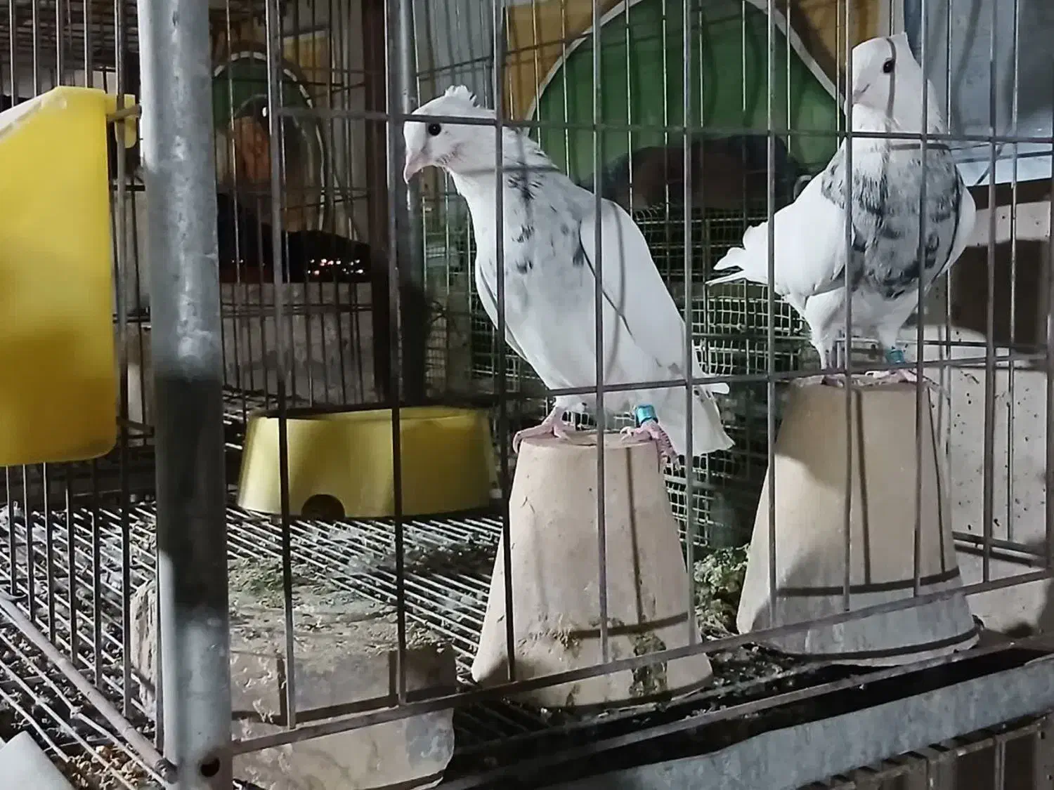 طوقی|پرنده|اصفهان, ارداجی|دیوار