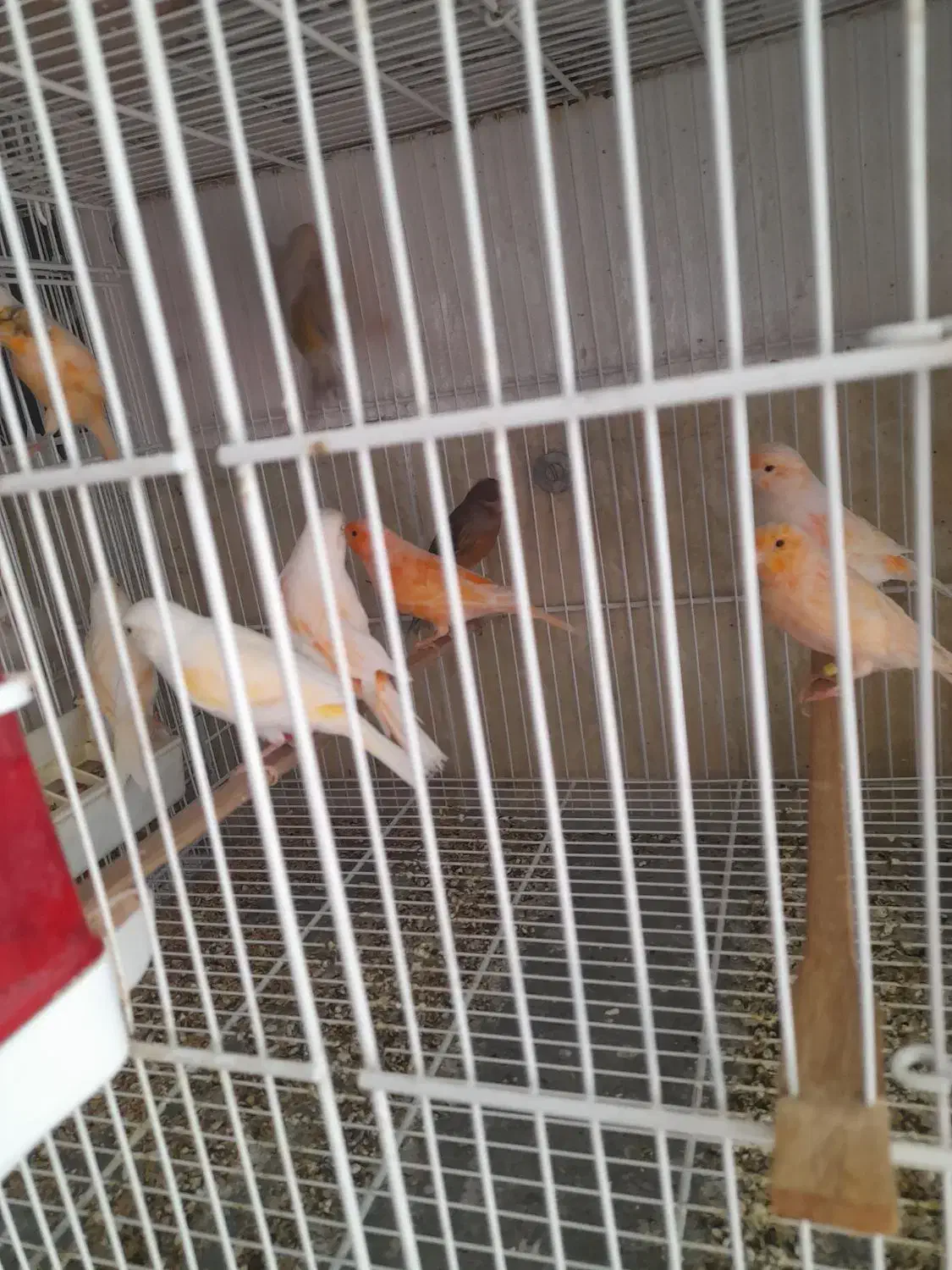 قناری ماده آماده|پرنده|بم, |دیوار