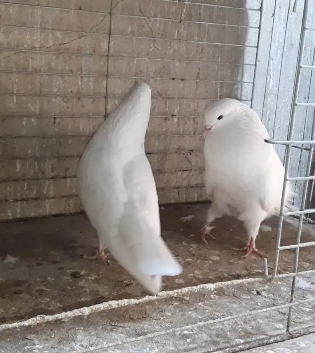 کبوتر سفید خال زرد شمرونی|پرنده|سورک, |دیوار