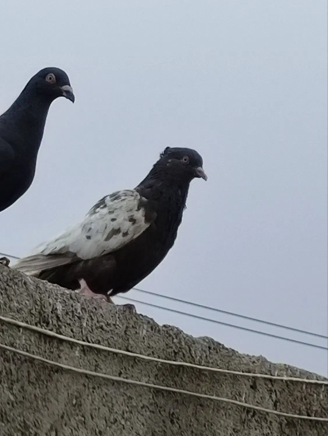 کفتر صید|حیوانات|مشهد, حسین‌آباد|دیوار