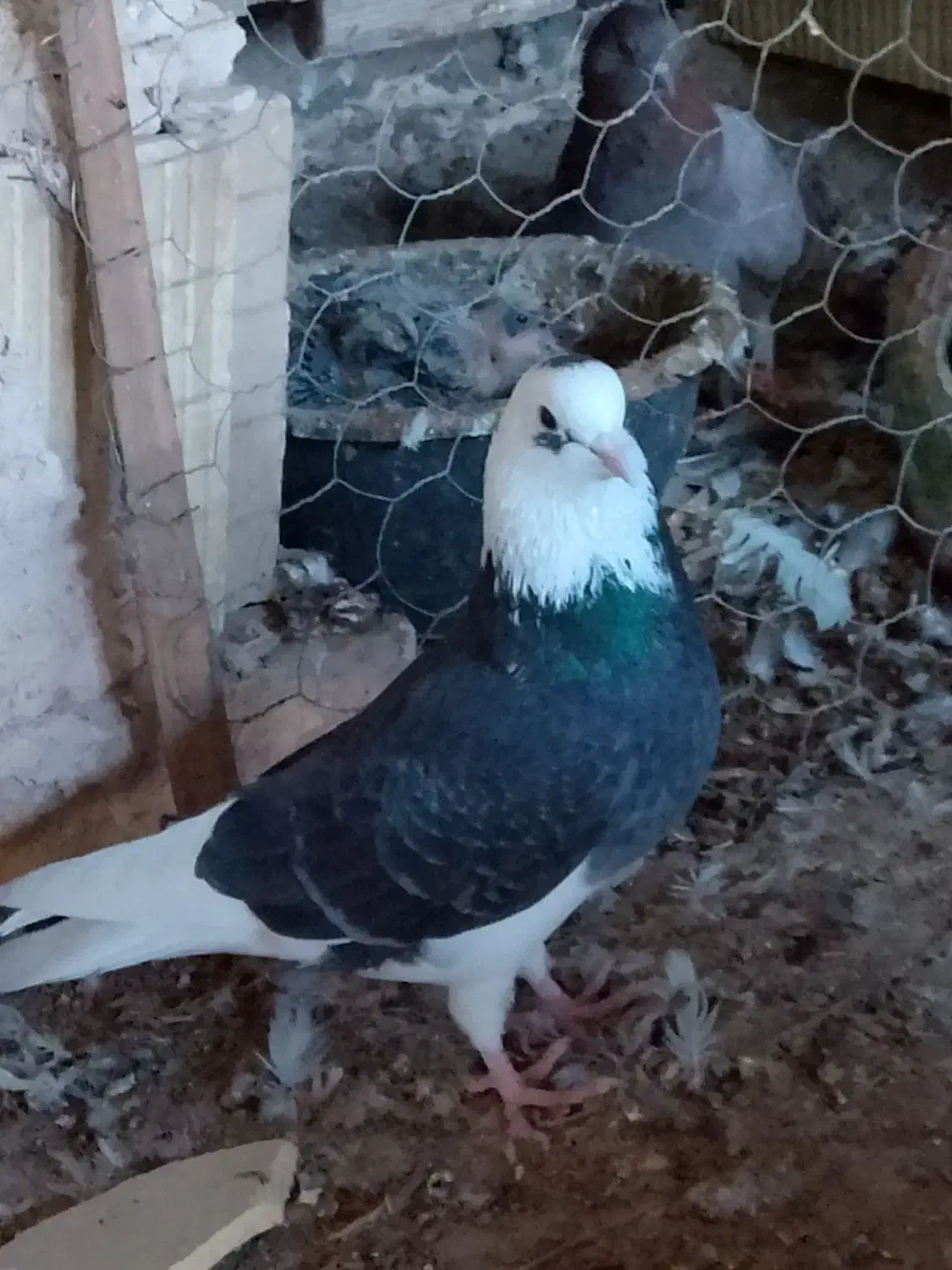 کبوتر|پرنده|بندرعباس, |دیوار