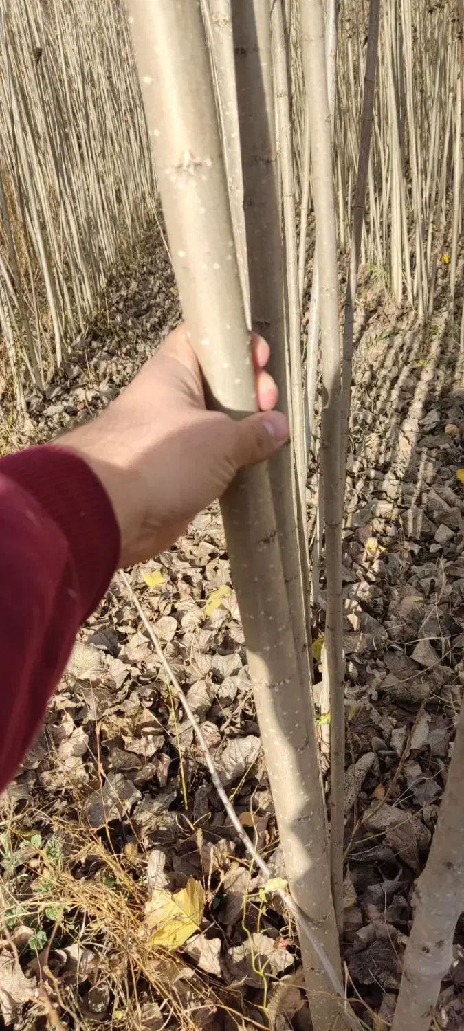 نهال صنوبر نیگرا ترکیه برا شهر مازندران|حراج|چمستان, |دیوار