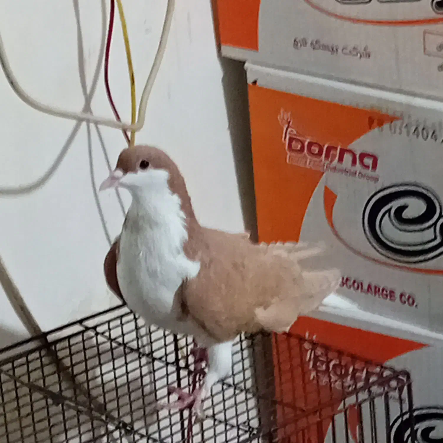 حیوان خانگی|پرنده|مشکیندشت, |دیوار