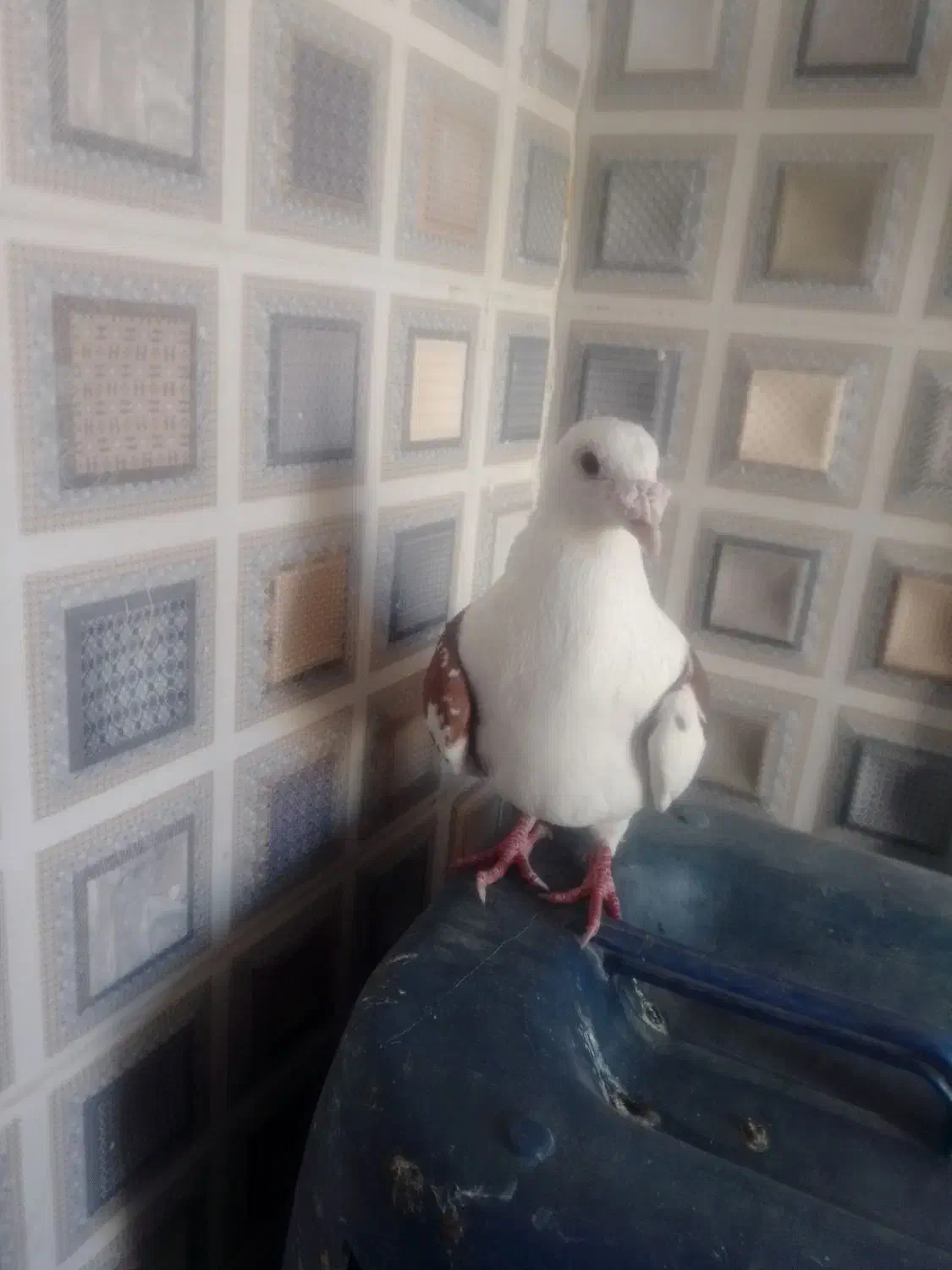 کفتر|پرنده|میرجاوه, |دیوار