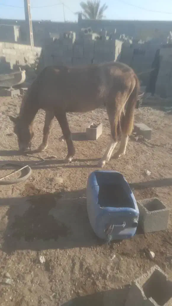 سالم|اسب و تجهیزات اسب‌سواری|میناب, |دیوار