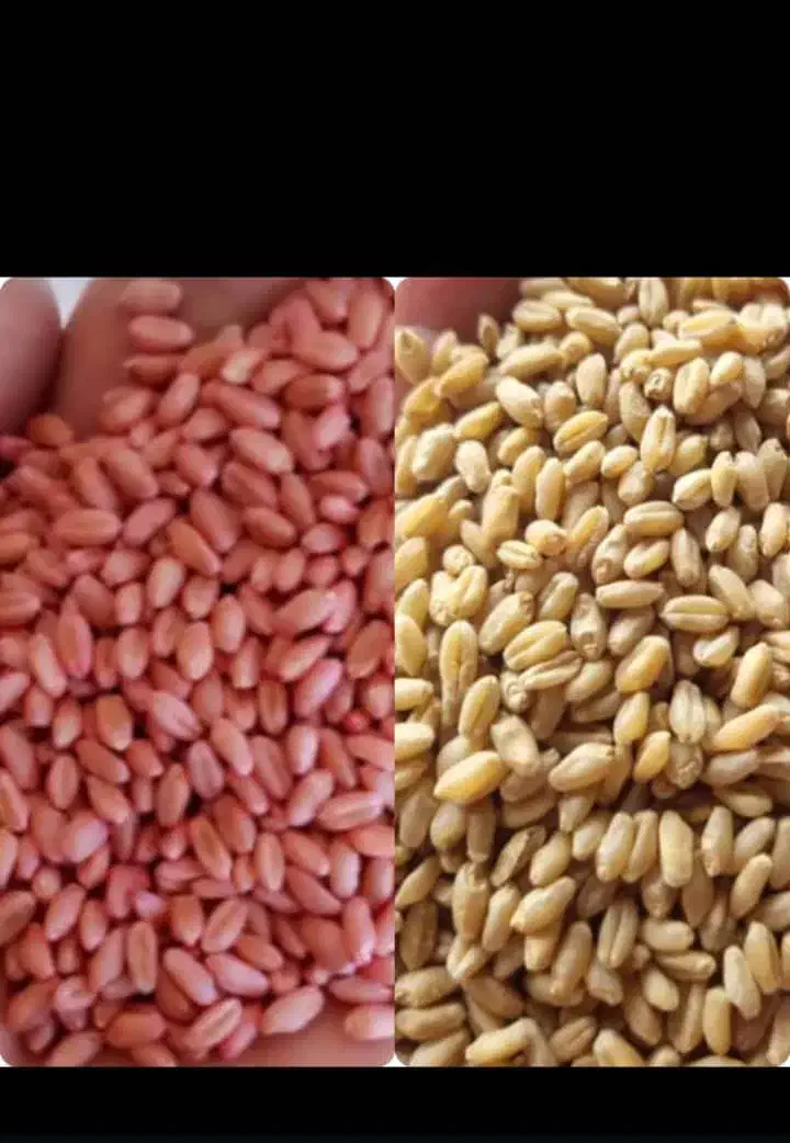 انواع گندم بذری بصورت عمده|عمده‌فروشی|اهواز, امانیه|دیوار