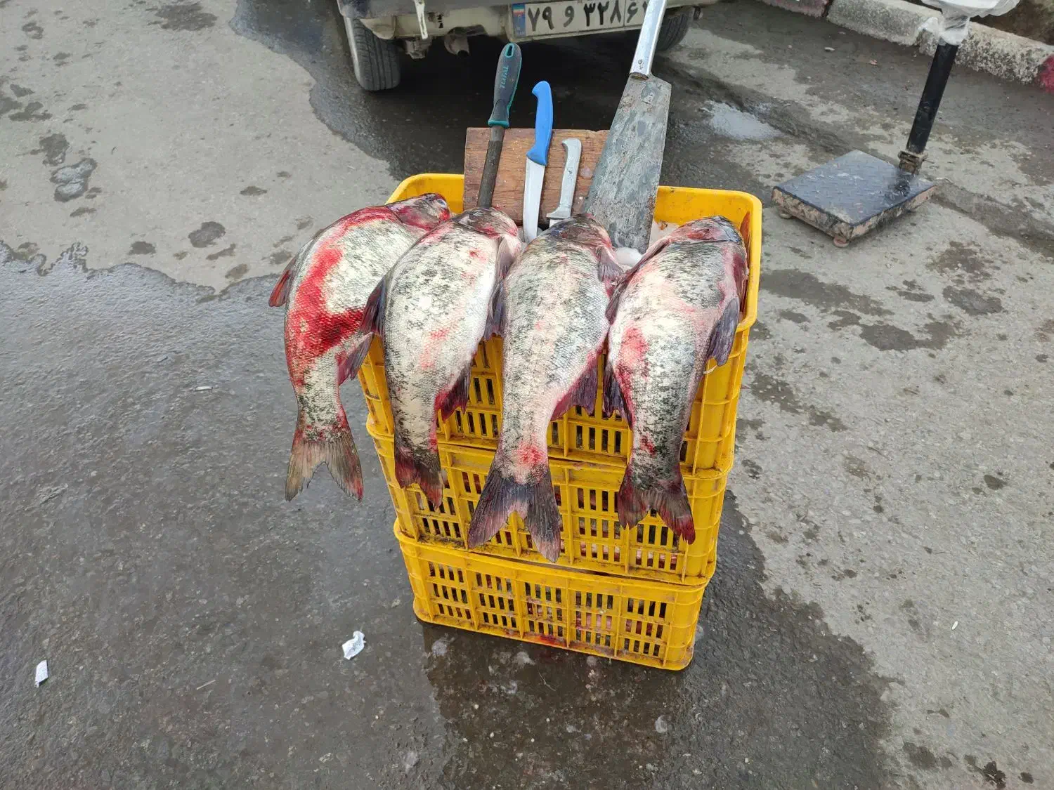 ماهی تازه در جه یک|ماهی|مریوان, |دیوار