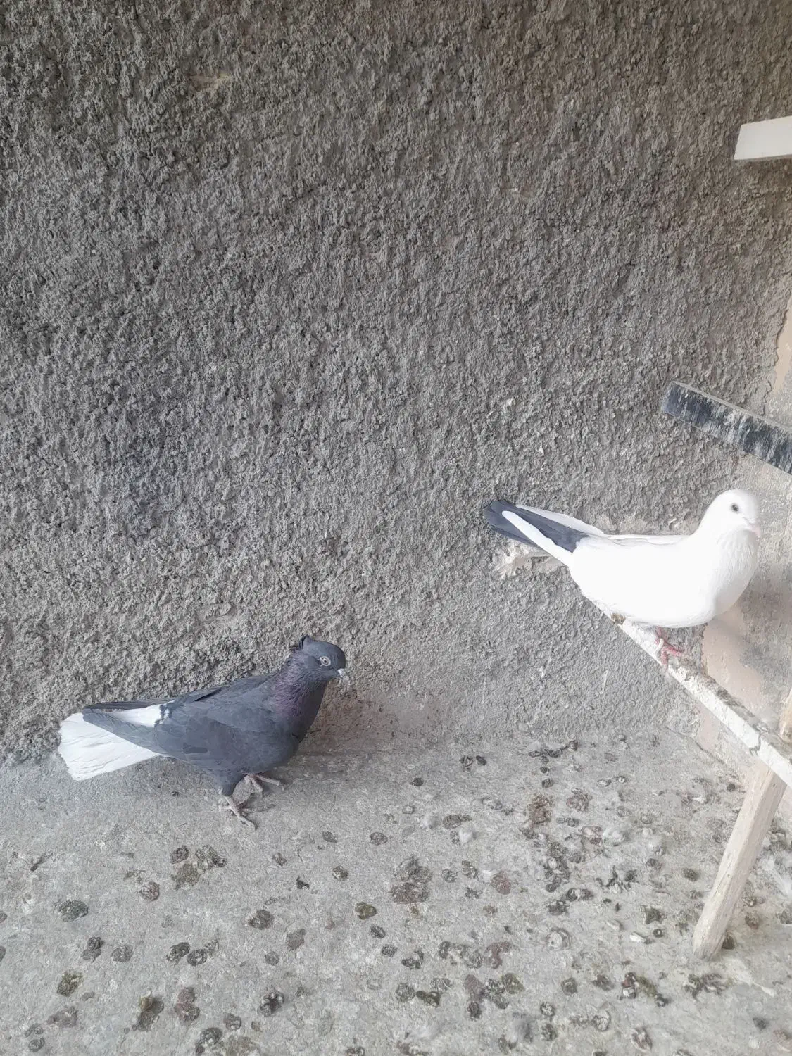 کبوتر|پرنده|ابهر, |دیوار