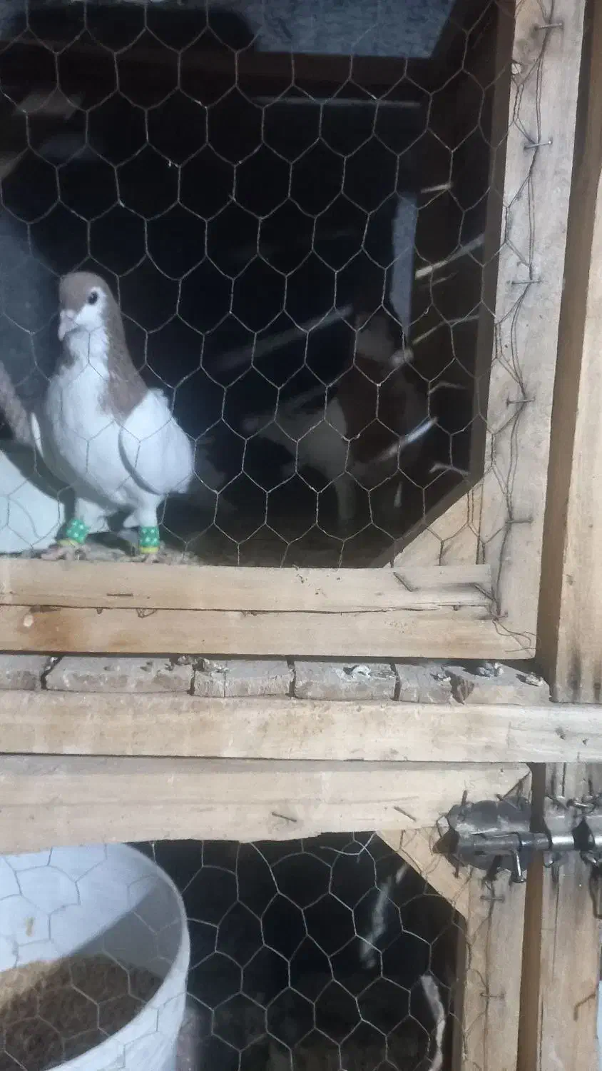 ساده|پرنده|زبرخان, |دیوار