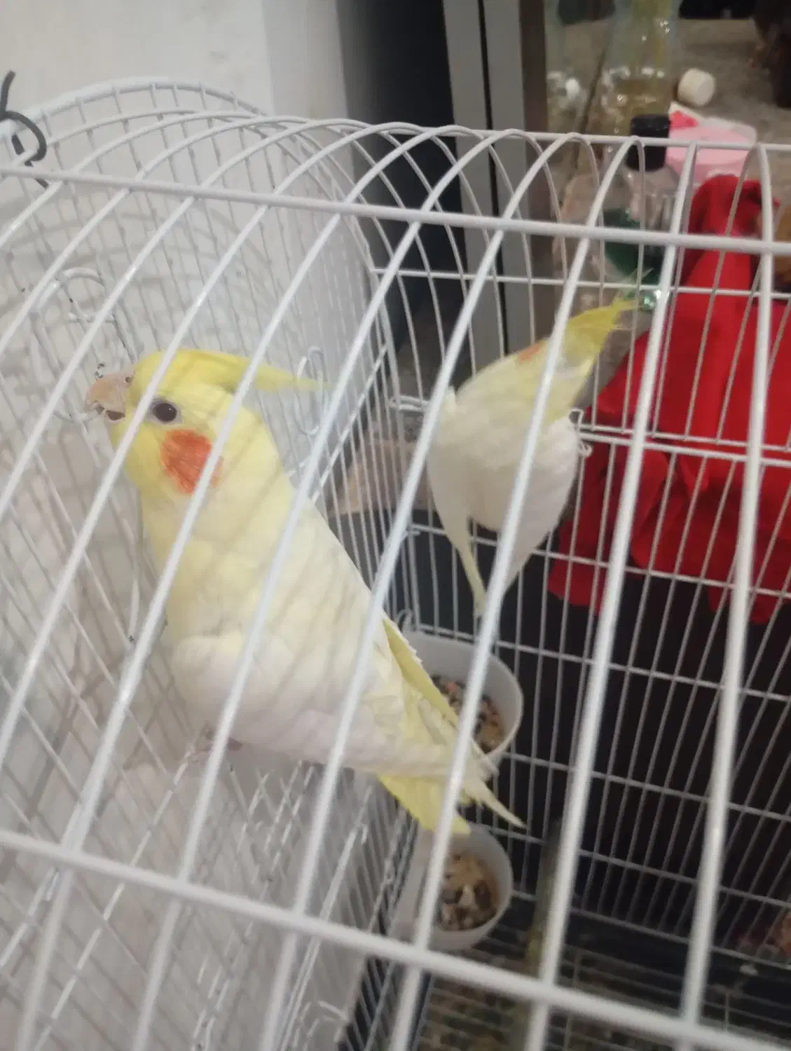 عروس پاریس|پرنده|کارون, |دیوار