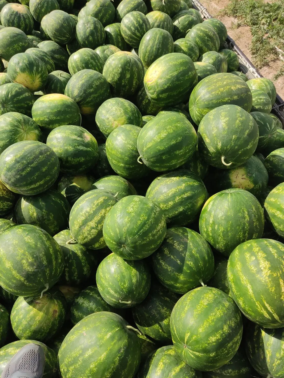 پیاز|خوردنی و آشامیدنی|حسین آباد, |دیوار