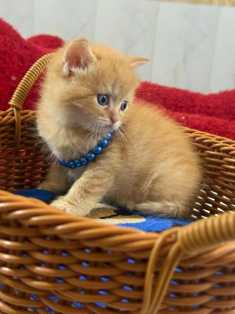 گربه بچه اسکاتیش بریتیش نر و ماده ۱۴تومان|گربه|گرگان, |دیوار