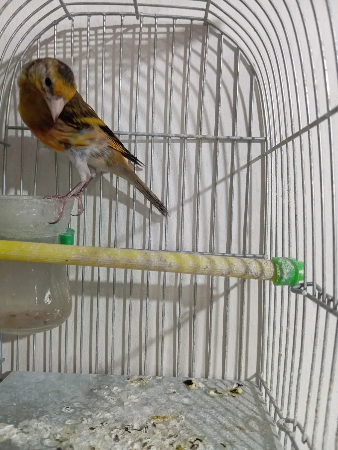 سهره قناری سرخ مسته مست|پرنده|بروجرد, |دیوار