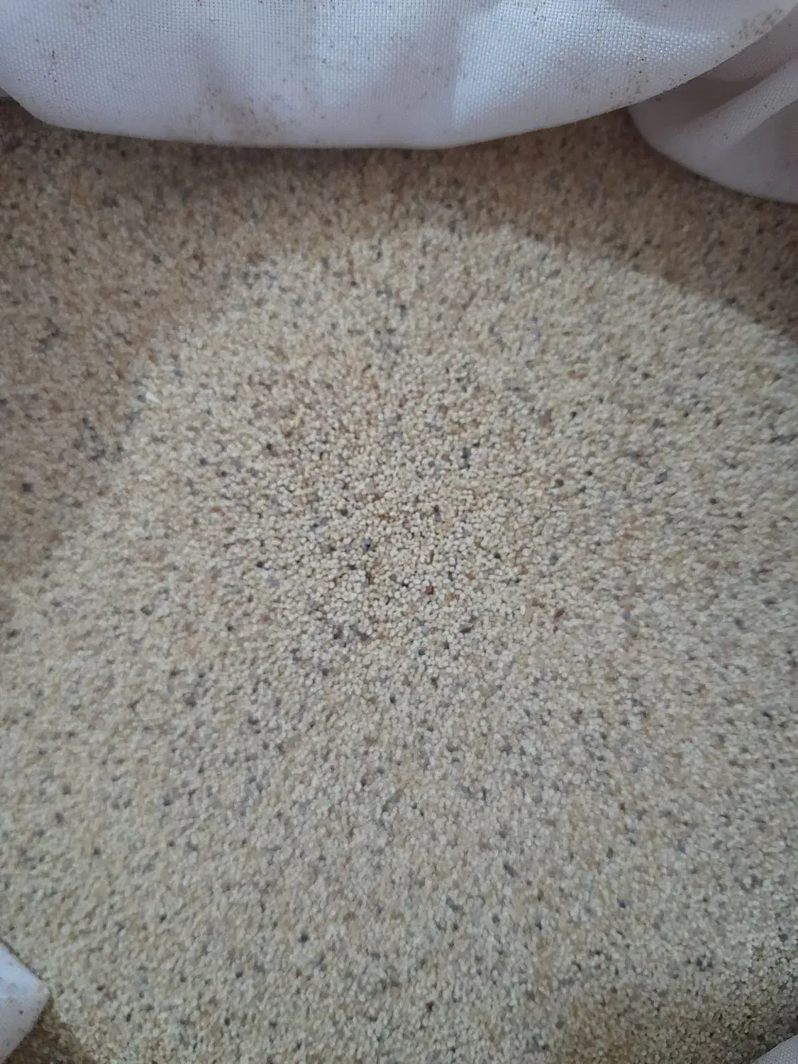 گل وگیاه|گل و گیاه طبیعی|کوهدشت, |دیوار