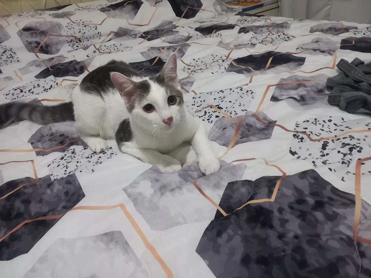 واگذاری گربه|گربه|رشت, توشیبا|دیوار