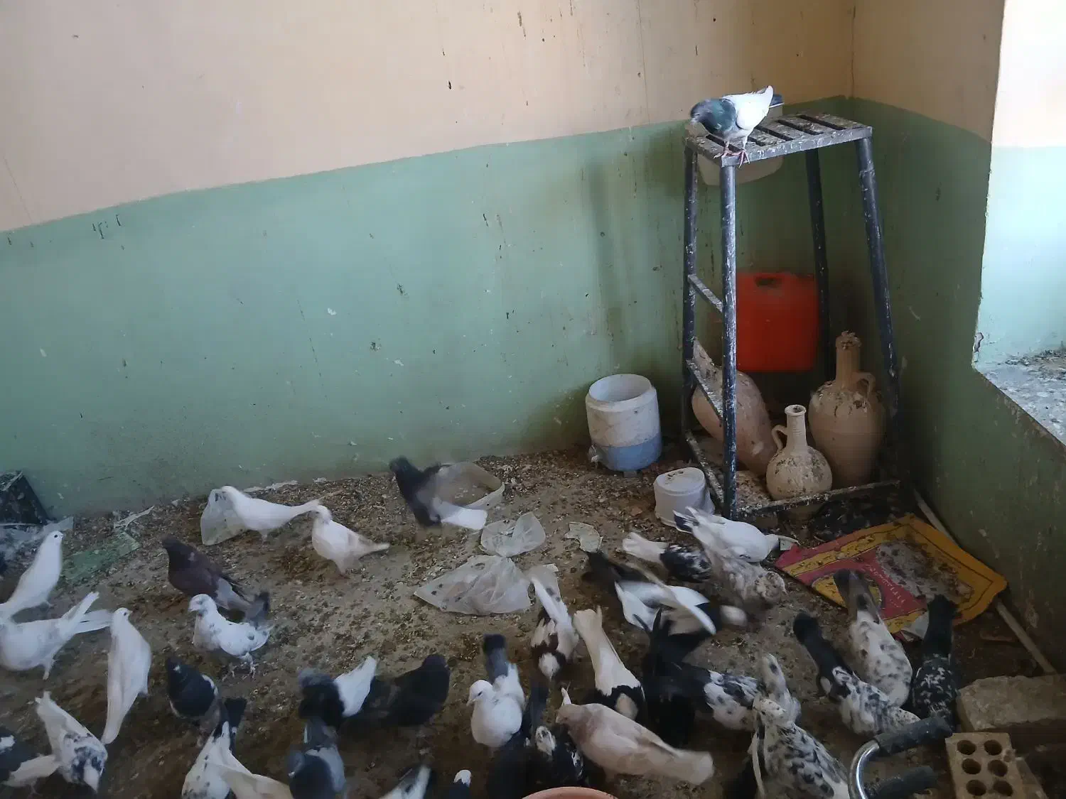 کبوتر|پرنده|خانمیرزا, |دیوار