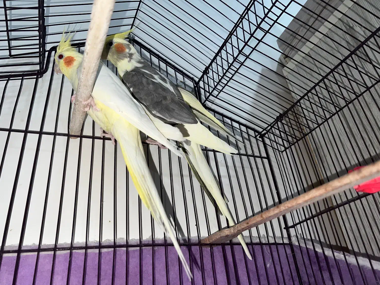 عروس هلندی مولد|پرنده|رشت, گیل|دیوار