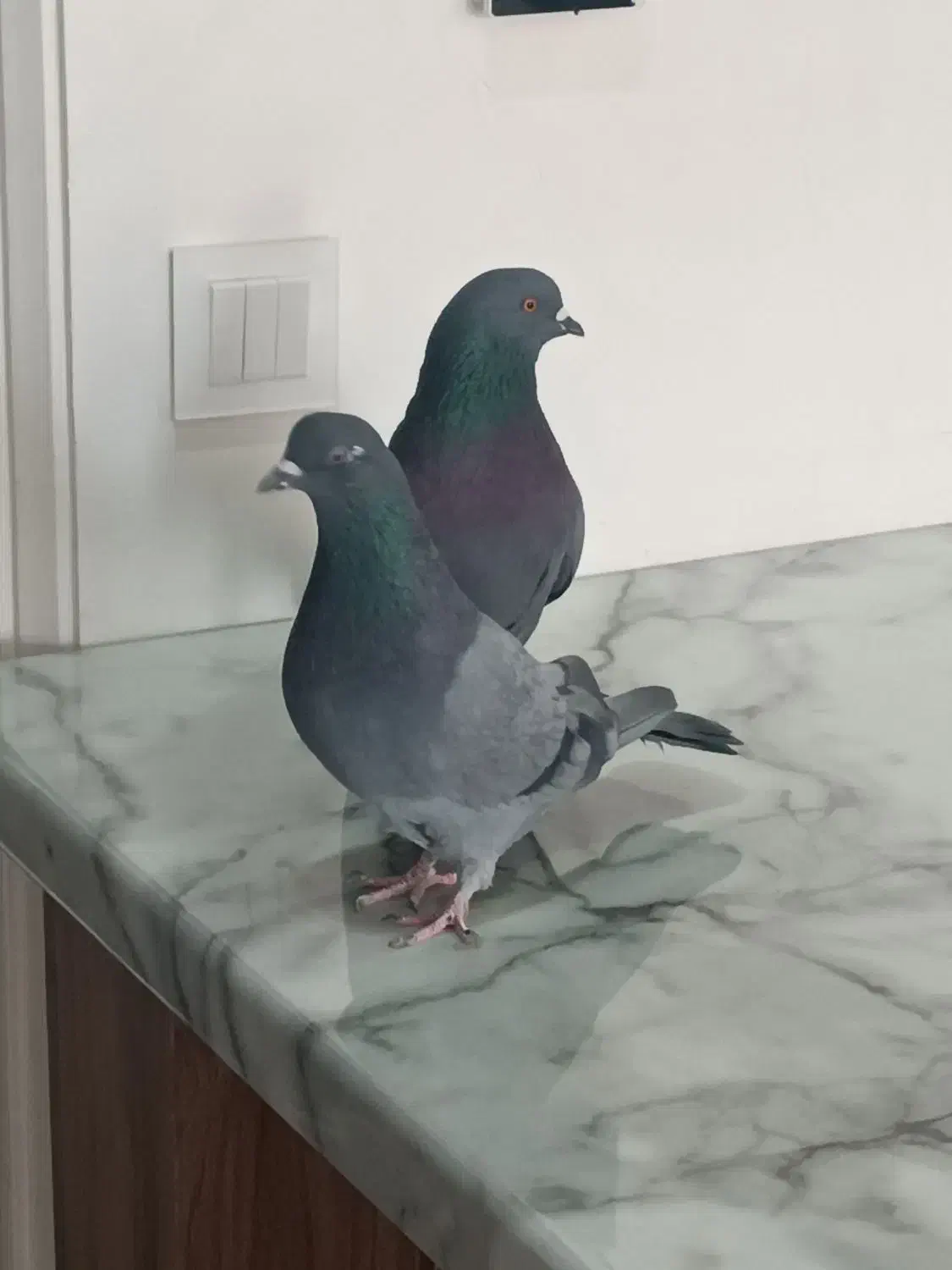 کبوتر  پرشی|پرنده|فردیس, شهرک ناز|دیوار