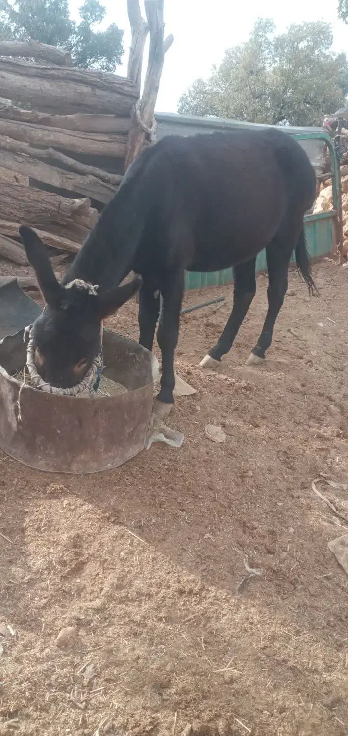 الاغ|حیوانات مزرعه|شیراز, گویم|دیوار