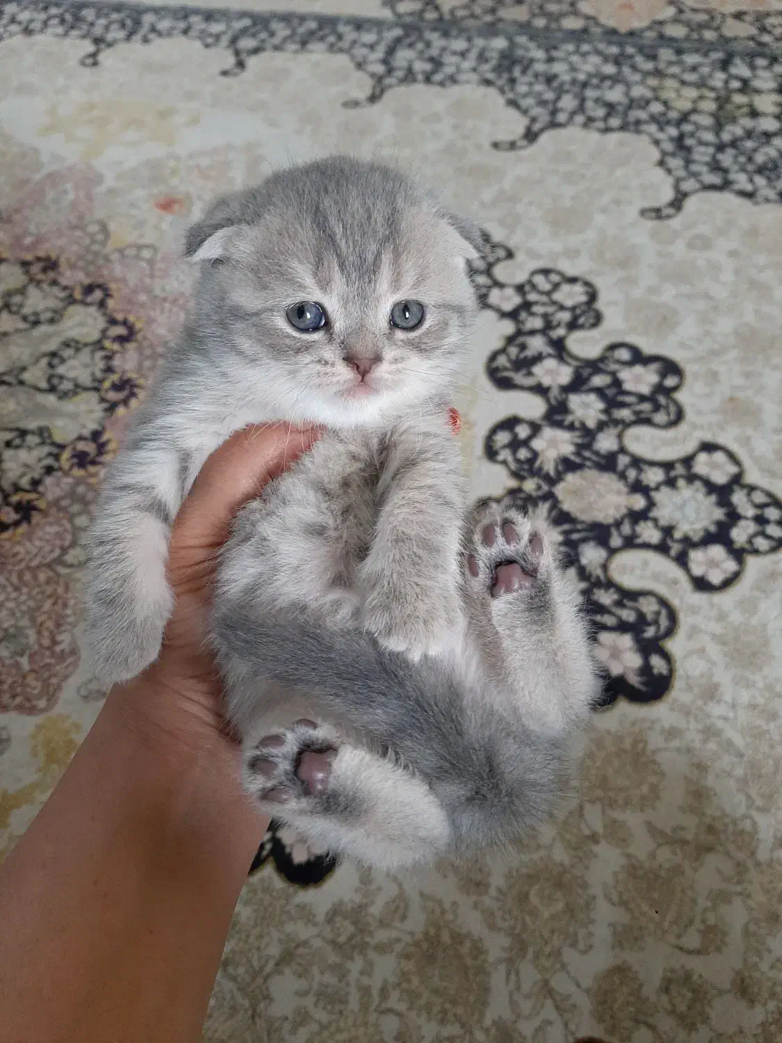 بچه گربه های اسکاتیش و بریتیش|گربه|اهواز, کیانپارس |دیوار