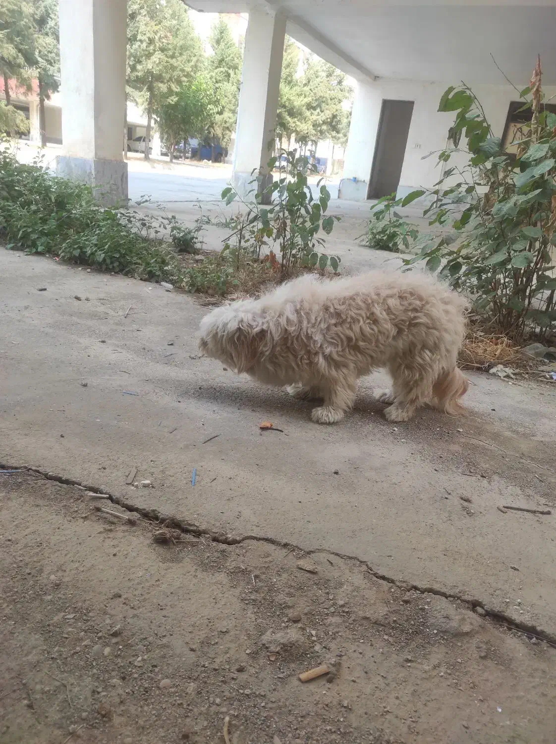 سگ پاکوتاه .نژاد تریر ماده|سگ|مینودشت, |دیوار