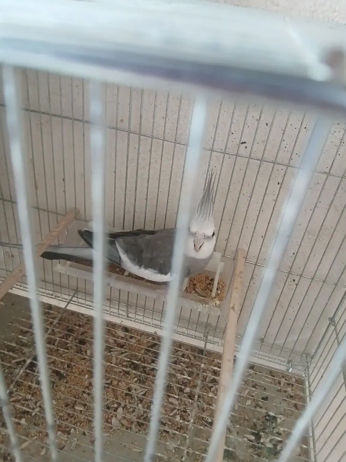 عروس مولدآلبینوسفیدباوایت فیس|پرنده|رشت, شهرک صبا|دیوار