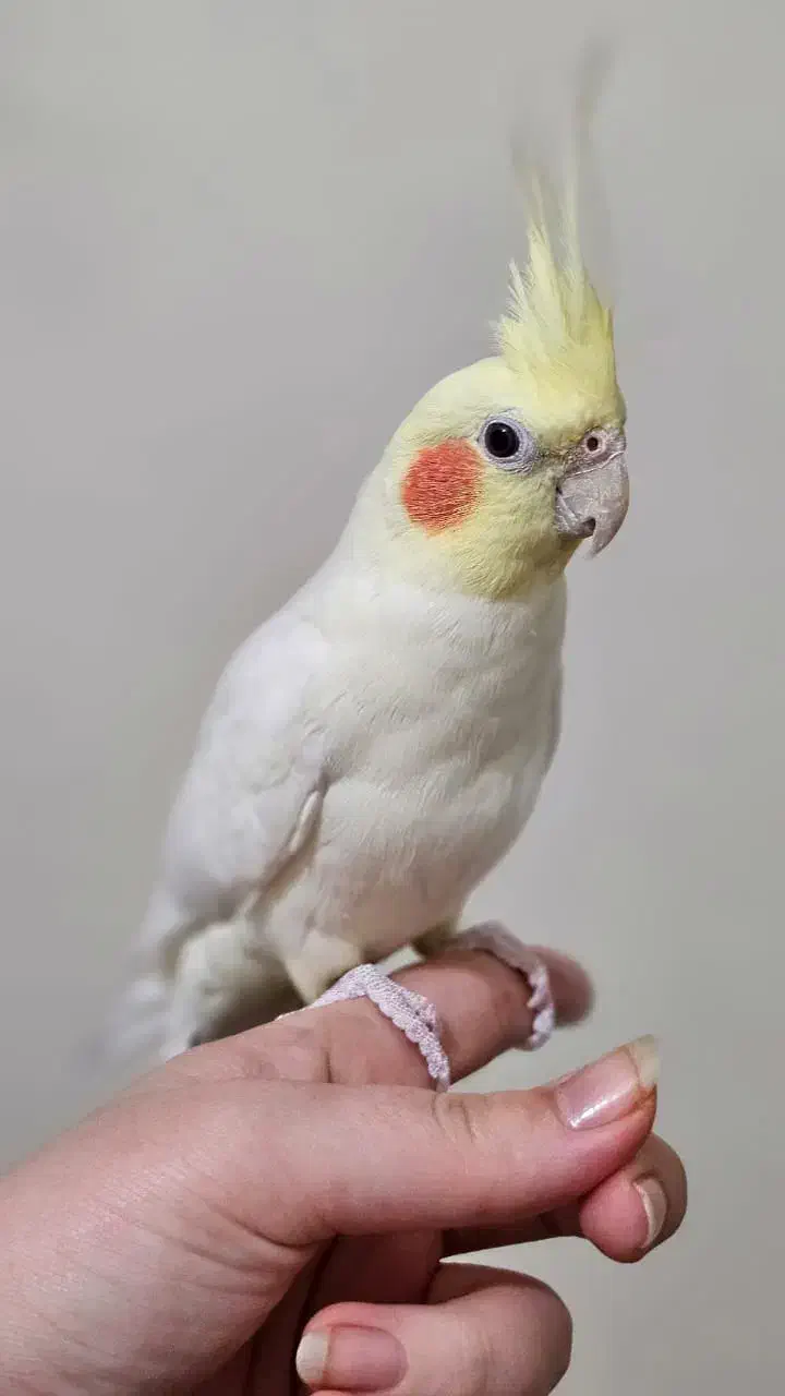 عروس هلندی|پرنده|خلخال, |دیوار