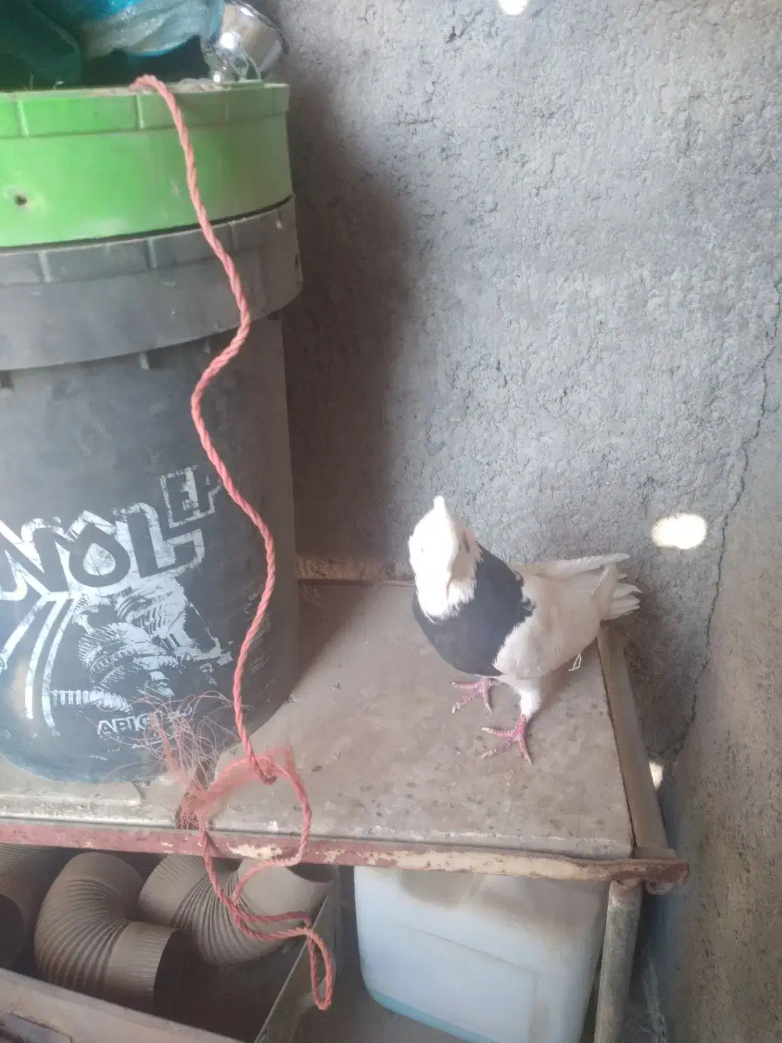 کبوتر طوقی|پرنده|مشهد, شهید معقول|دیوار