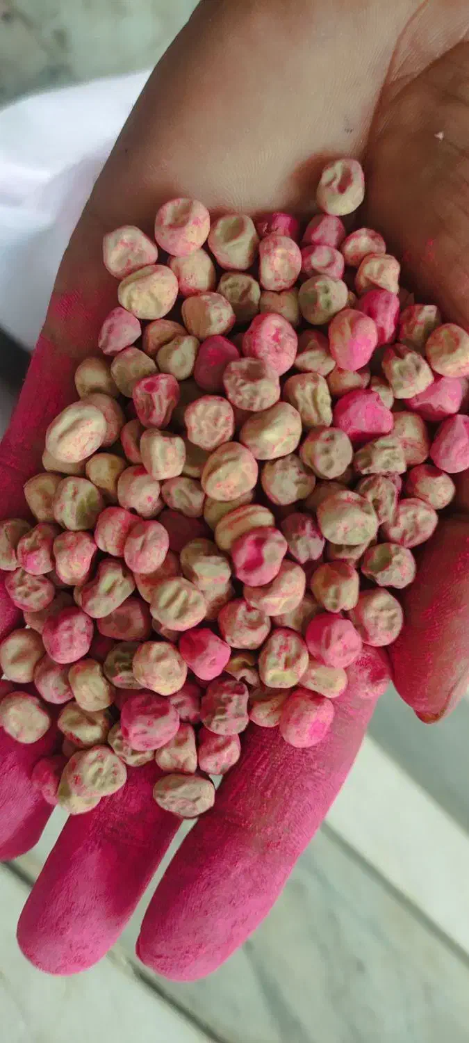 بذرنخودفرنگی مقدارمحدود|خدمات باغبانی و درختکاری|آزادشهر, |دیوار