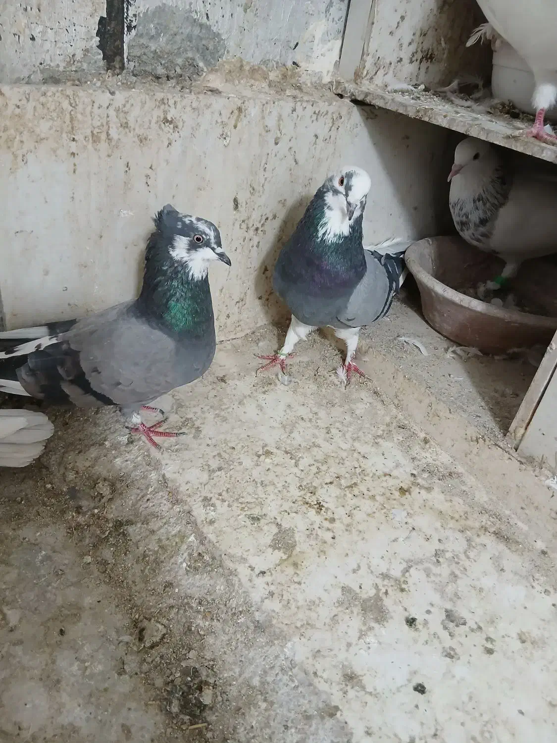 کبوترتهرانی|پرنده|کرمانشاه, |دیوار