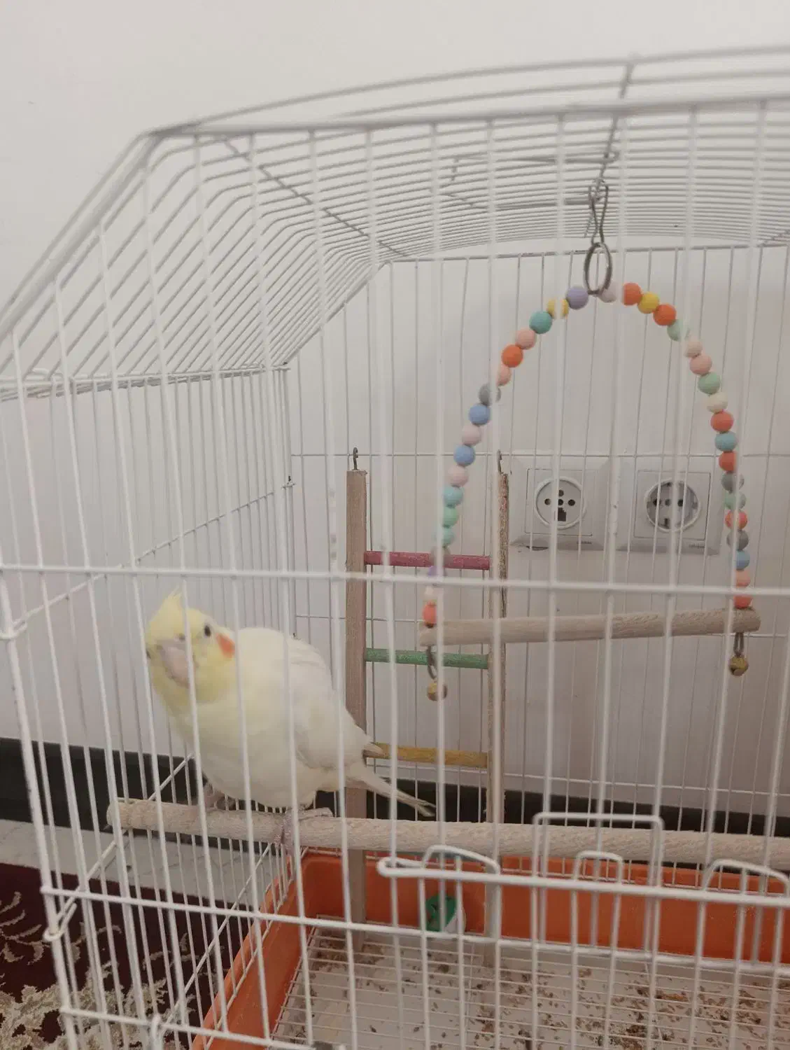 عروس هلندی لوتینو|پرنده|نجفآباد, شهرک بهاران|دیوار